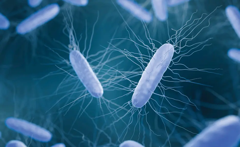 C. Diff Bacteria Can Weaken the Sick, But a Princeton Chemist